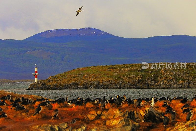 比格尔海峡的Les eclareurs灯塔和乌斯怀亚鸬鹚群